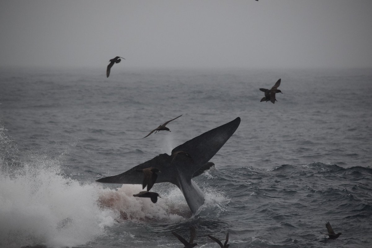 Isabella Reeves tweet media