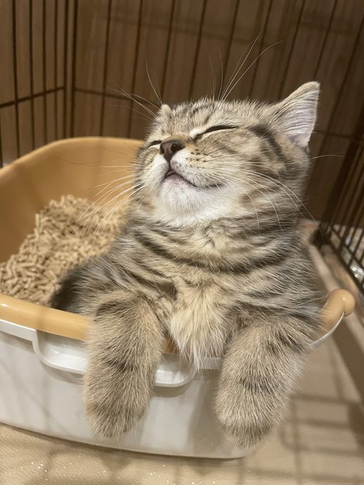 子猫がうっかり寝落ちした場所は トイレで電池が切れた姿に 子猫あるあるですね お風呂みたい とほっこり ねとらぼ