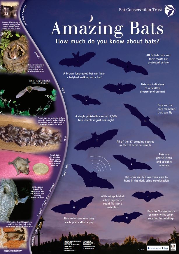 _BCT_'s tweet image. Bats are fascinating animals – the only true flying mammal. There are 1,400+ species of bats in the world, and more are still being discovered. Bats account for more than a quarter of mammal species in the UK and around 20% of all mammal species worldwide: bats.org.uk/about-bats