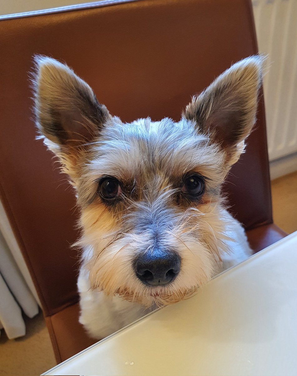 Morning all 🐶 from the breakfast #pup