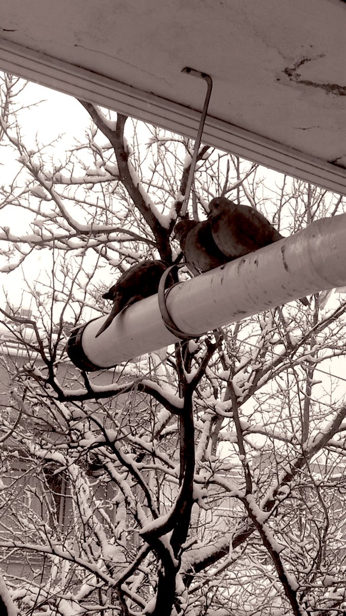 Nizip Sokak Canları (@niziphaysev27) on Twitter photo 