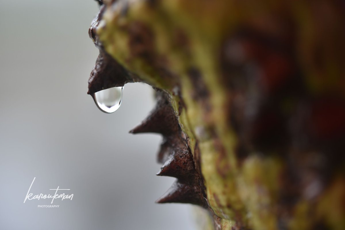 KaroutEman's tweet photo. A raindrop
never loses its essence,
no matter where it goes.
#sundayvibes #NaturePhotography #natural #Nikon #Nikoncommunity #HowtoPerfect #macromood #life #InspirationalInfluencer #ThePhotoHour https://t.co/Q1FF5Yazsn