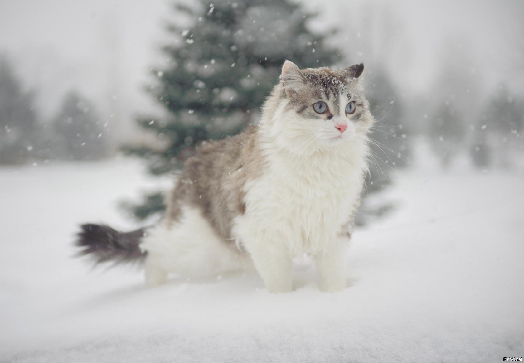 Аляскинский снежный кот