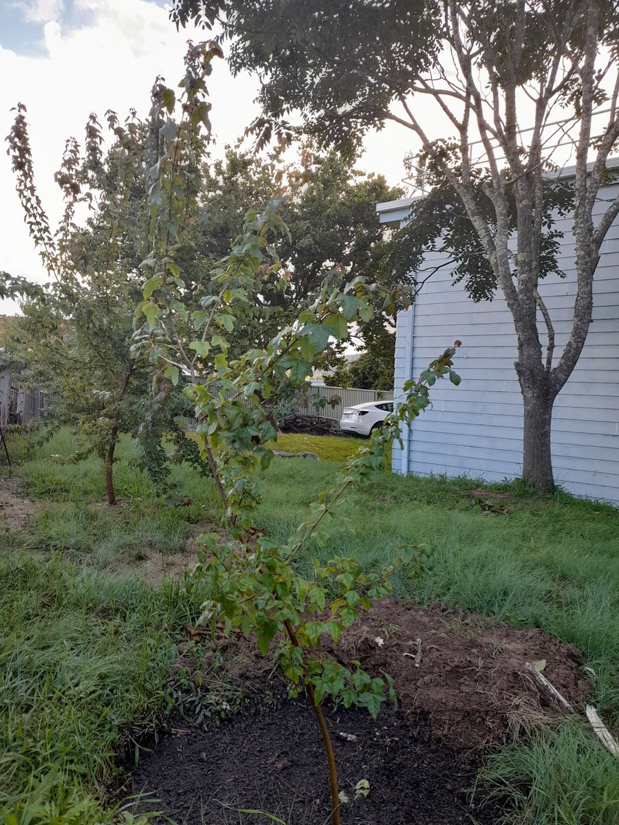 LouiseS81418075's tweet photo. Week 3-Tree 3=a 6th #tridentmaple from #loganstreetnursery planted by our back fence in Tenterfield. You can see #tree17 (our 4th #tridentmaple from #2020goals ) in the background, doing very well. You can also see @troppochappo 's cousin's #tesla charging #atreeaweek #2022goals https://t.co/FjnHqD9Nti