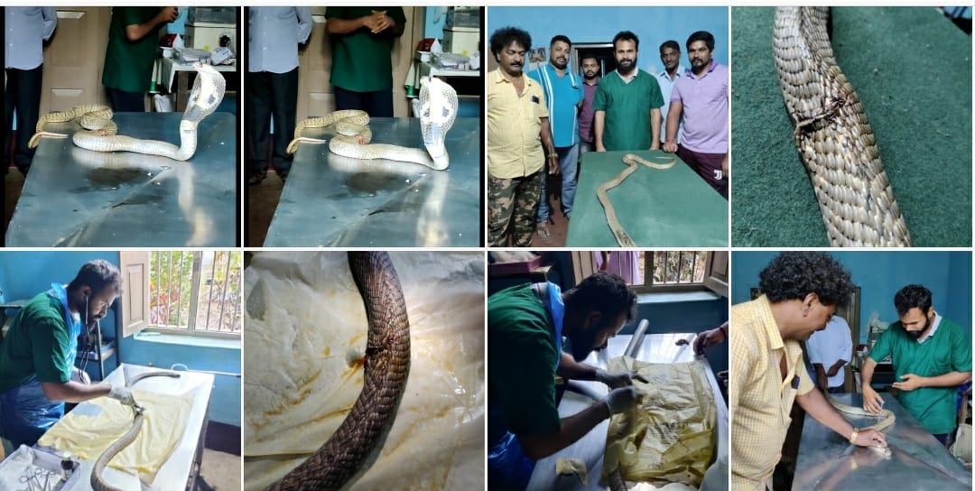 AHVS_Karnataka's tweet photo. On 23/01/2022, An injured Cobra was treated and sutured by Dr. M T Aravind @DHeartfulness  at Veterinary Hospital Devangi, Theerthahalli Taluk, of Shivamogga District.

#Shivamogga #Cobra #Surgery https://t.co/0od5rgXRaa