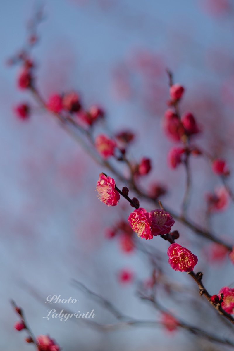 Photo Labyrinth フォトラビ 梅 梅花 Plumblossom 花写真 Flowers 寒いけど 春は近付いている Pentax K 1 Mark T Co Jczpli7fu7 Twitter