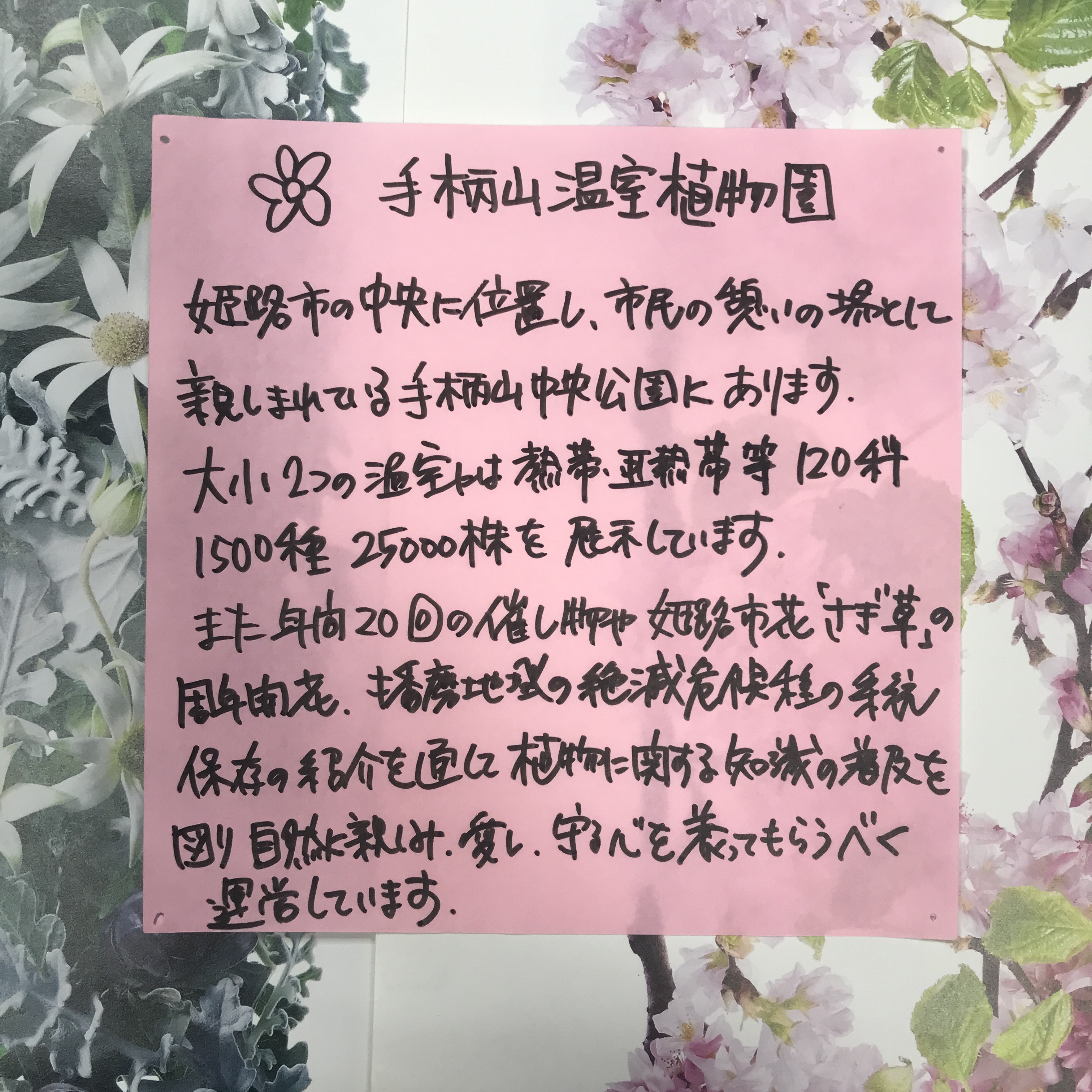 心の中の植物園 宮 広島市立植物公園 Hbghiroshima 変わり葉のゼラニウムのコレクションは必見 日本最大のオーストラリアバオバブに出会えるよ 植物ガイドが 職員による植物うんちく語り って開き直ったネーミングなのが地味にツボ T Co