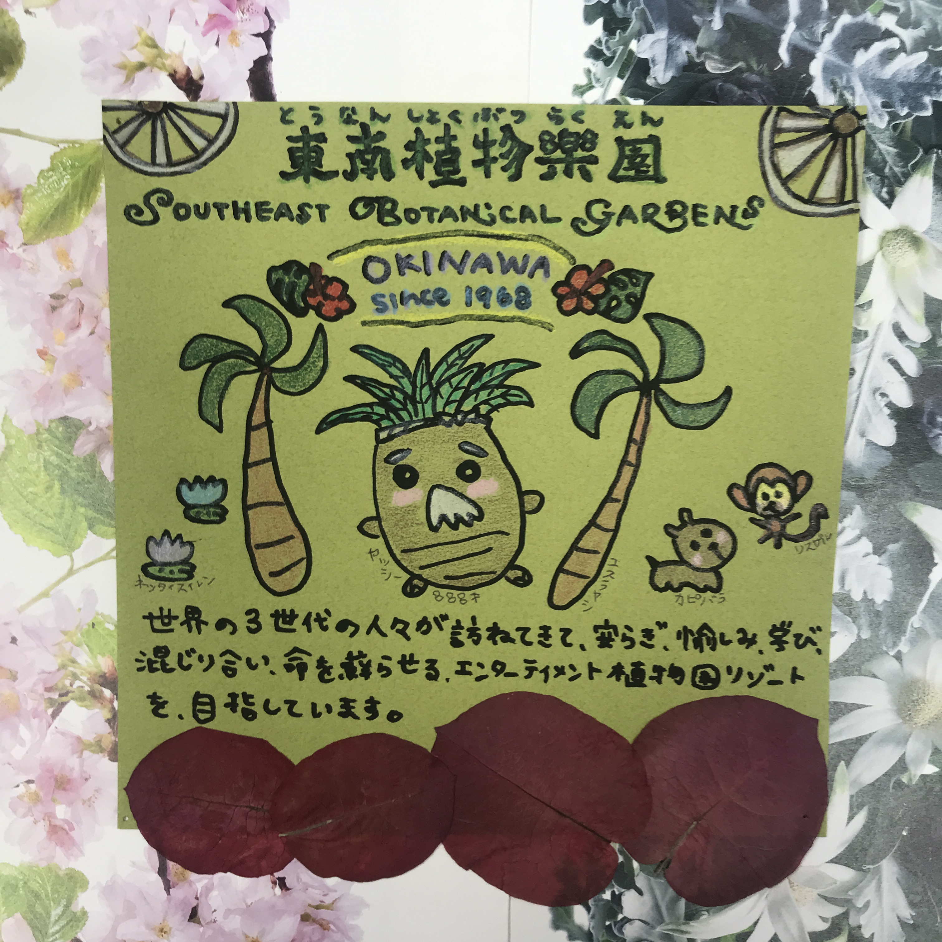 心の中の植物園 宮 広島市立植物公園 Hbghiroshima 変わり葉のゼラニウムのコレクションは必見 日本最大のオーストラリアバオバブに出会えるよ 植物ガイドが 職員による植物うんちく語り って開き直ったネーミングなのが地味にツボ T Co