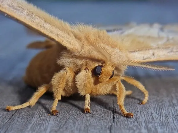 蛾のtwitterイラスト検索結果