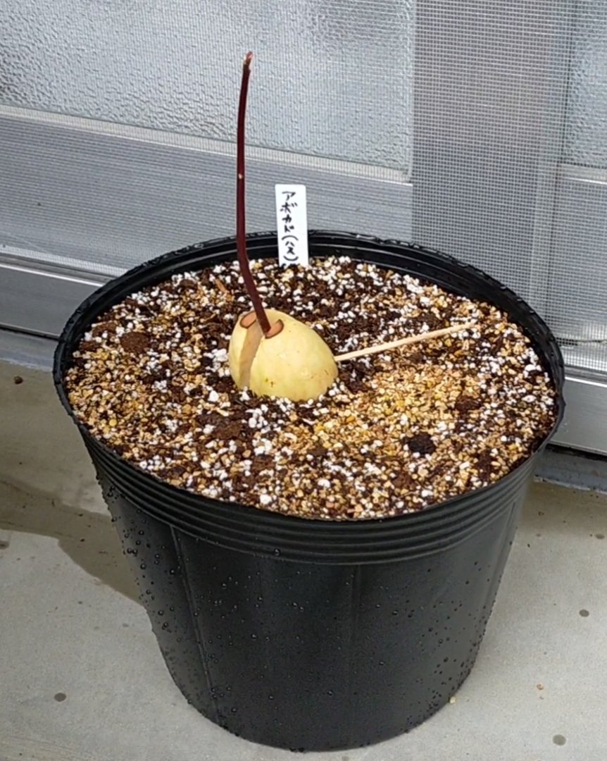 yurunou's tweet photo. アボカド
種うえから54日目
鉢植えから4日目

ハス君

身長13センチ

鉢植えからまだ4日目だけど
鉢植え成功って言って良いよね？

ちょいと歪んでる？

#アボカド
#ハス種
#水耕栽培 
#鉢植え https://t.co/CtMG5OeTgU