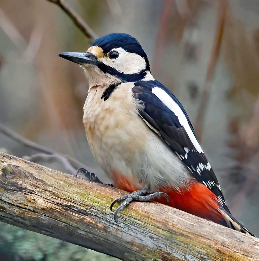 CountryfileMag's tweet photo. This beautiful female Great Spotted Woodpecker we have chosen for our Picture of the Day was captured by @lizw178 

#BBCCountryfileMagPOTD https://t.co/KojIuohwGt