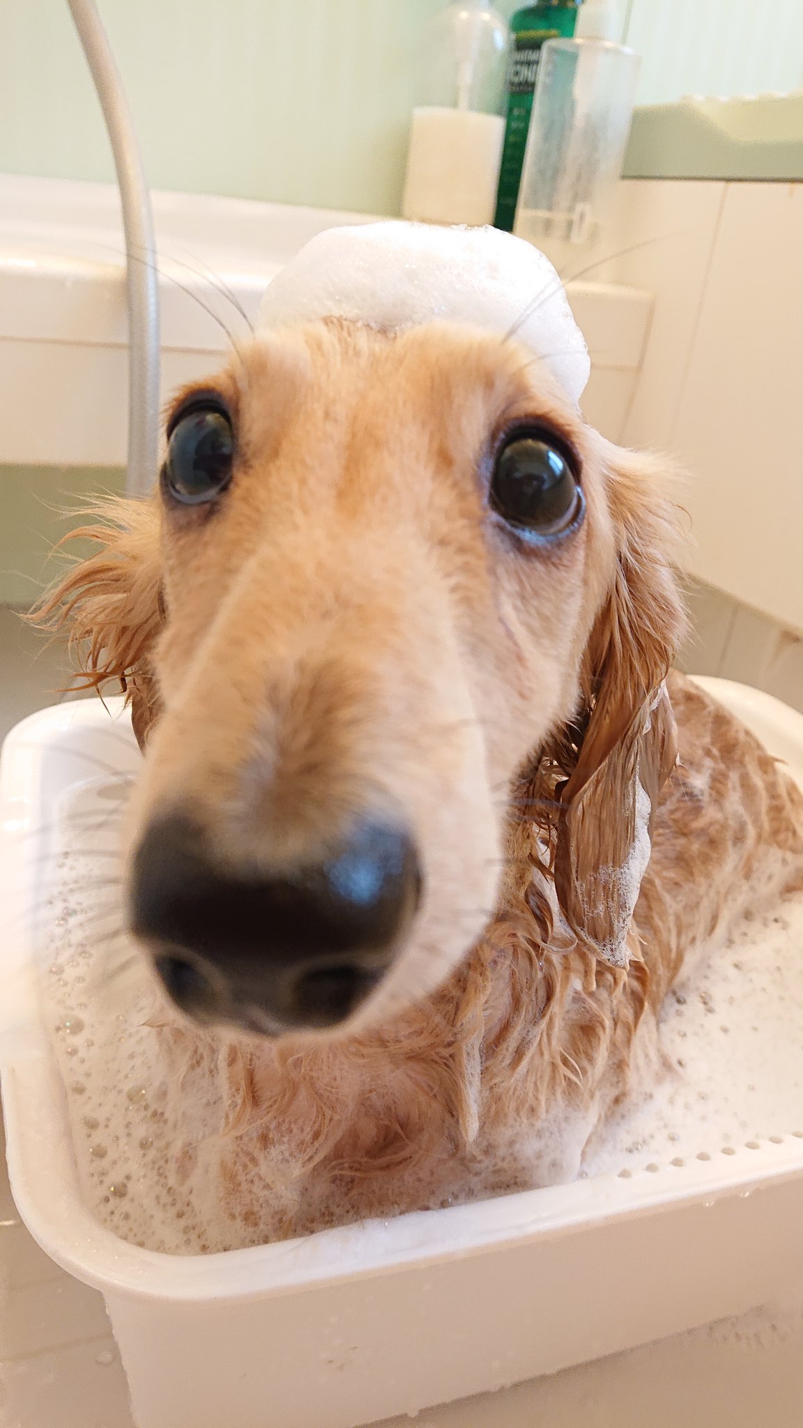 犬のお風呂 Twitter Search Twitter