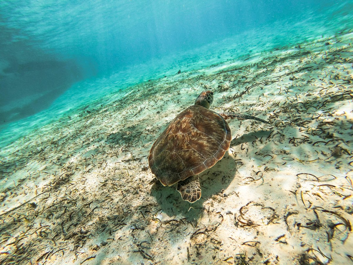 Colombia has declared Isla Ají a marine protected area. The locally led movement to protect the area will safeguard 246 km² of the country’s Pacific coast, shelter threatened species, &amp; sustain local communities' traditional livelihoods. <a href="/TheWCS/">WCS</a> <a href="/rewild/">Re:wild</a> (📷: Darren Lawrence)