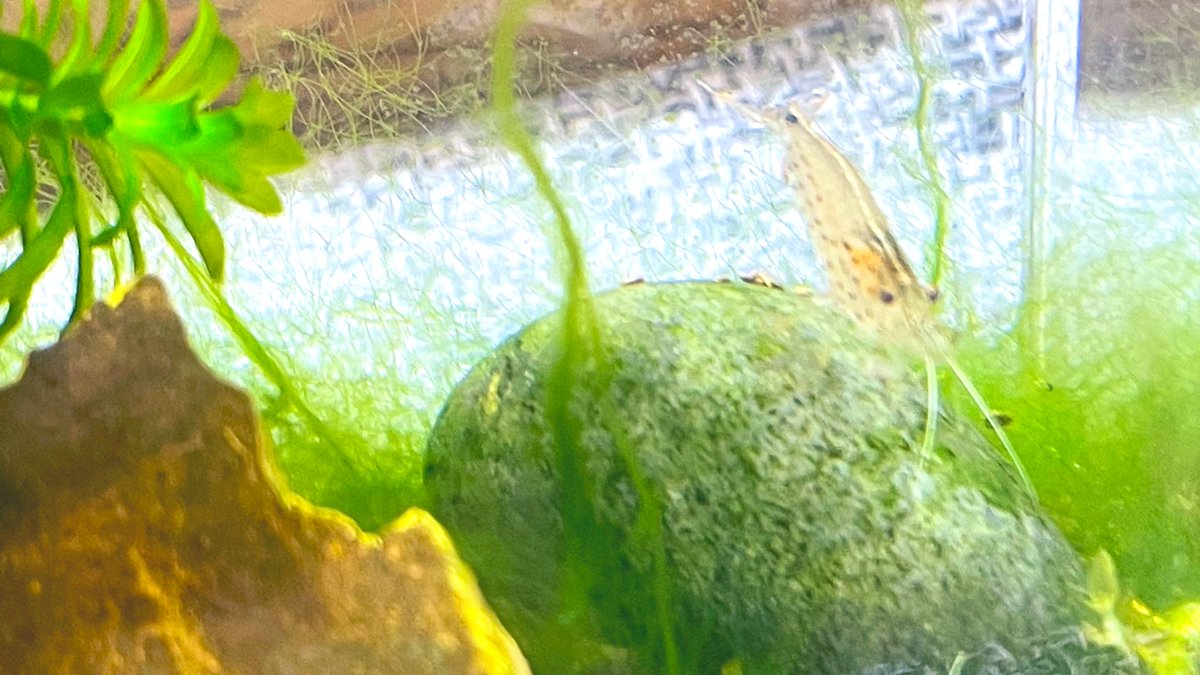 みんなの アクアリウム おいしい 口コミ 評判 食べたいランチ 夜ごはんがきっと見つかる ナウティスイーツ みんなの アクアリウム おいしい 口コミ 評判 食べたいランチ 夜ごはんがきっと見つかる ナウティスイーツ