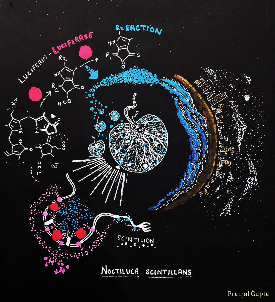 IndiaBioscience's tweet photo. #FundaySunday 
@pg134gupta is a freelance illustrator, enthusiastic about Biological Sciences and communicating it to children, teens, and undergrads. He is interested in making scientific illustrations for popular science work and educational content. 
#scienceillustration https://t.co/ILMbdDzEjn