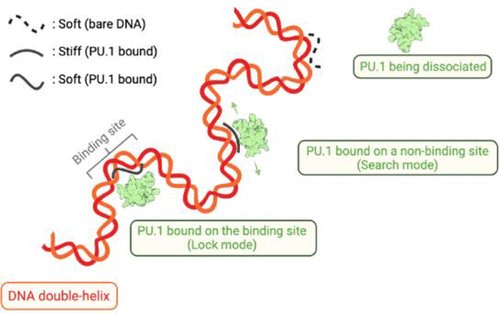 Online First | @J_A_C_S

The Role of #ChargeDensity Coupled #DNABending in #TranscriptionFactor Sequence Binding Specificity: A Generic #Mechanism for Indirect Readout.

@isciverse @AmerChemSociety 

pubs.acs.org/doi/10.1021/ja…