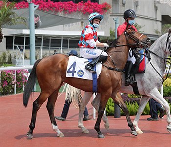 In Hong Kong the New Zealand bred #DarciJoy (4g Darci Brahma-High Joy) has won tonight. He was sold by Wentwood Grange at the 2019 @KarakaChat Book 1 Sale for $150,000  #VisitInvestWin