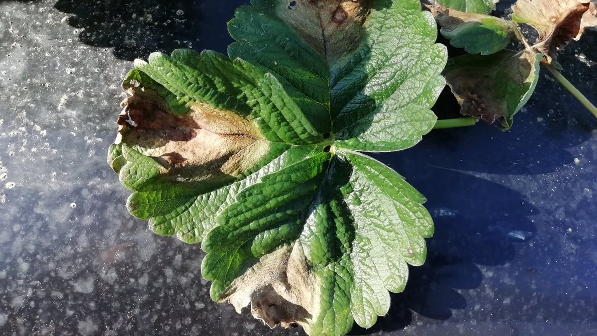 Strawberry black spot is a disease caused by the fungus Colletotrichum acutatum. It is found in all countries where strawberries are grown. Colleagues at Centro Ricerche Produzioni Vegetali are carefully monitoring the harvest in Italy for symptoms. #H2020 #organicstrawberry