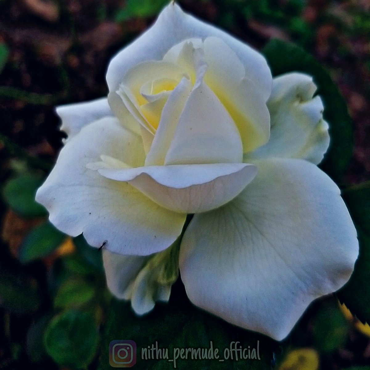 #whiterose #rose #naturephotography #mobilephotography 
#nithupermudephotography