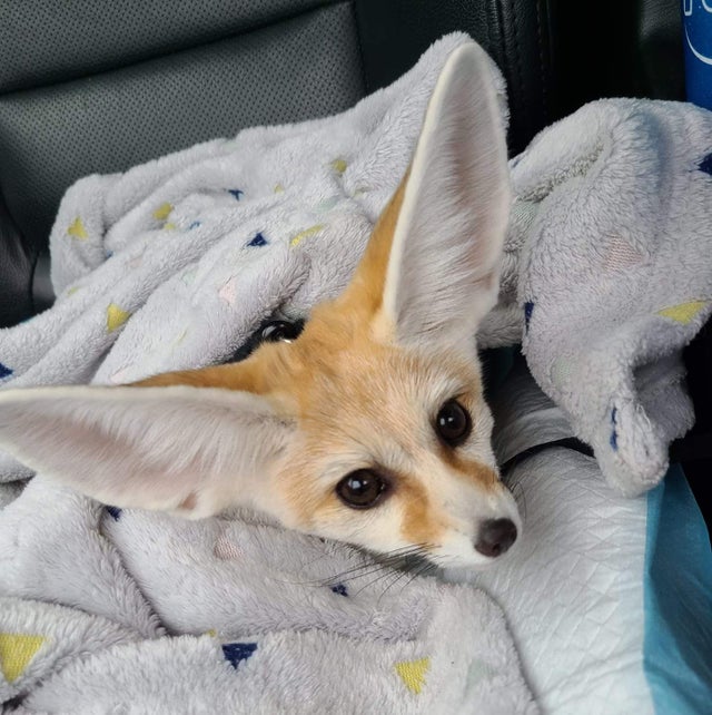 Fennec Every Hour! (@fenneceveryhr) on Twitter photo 