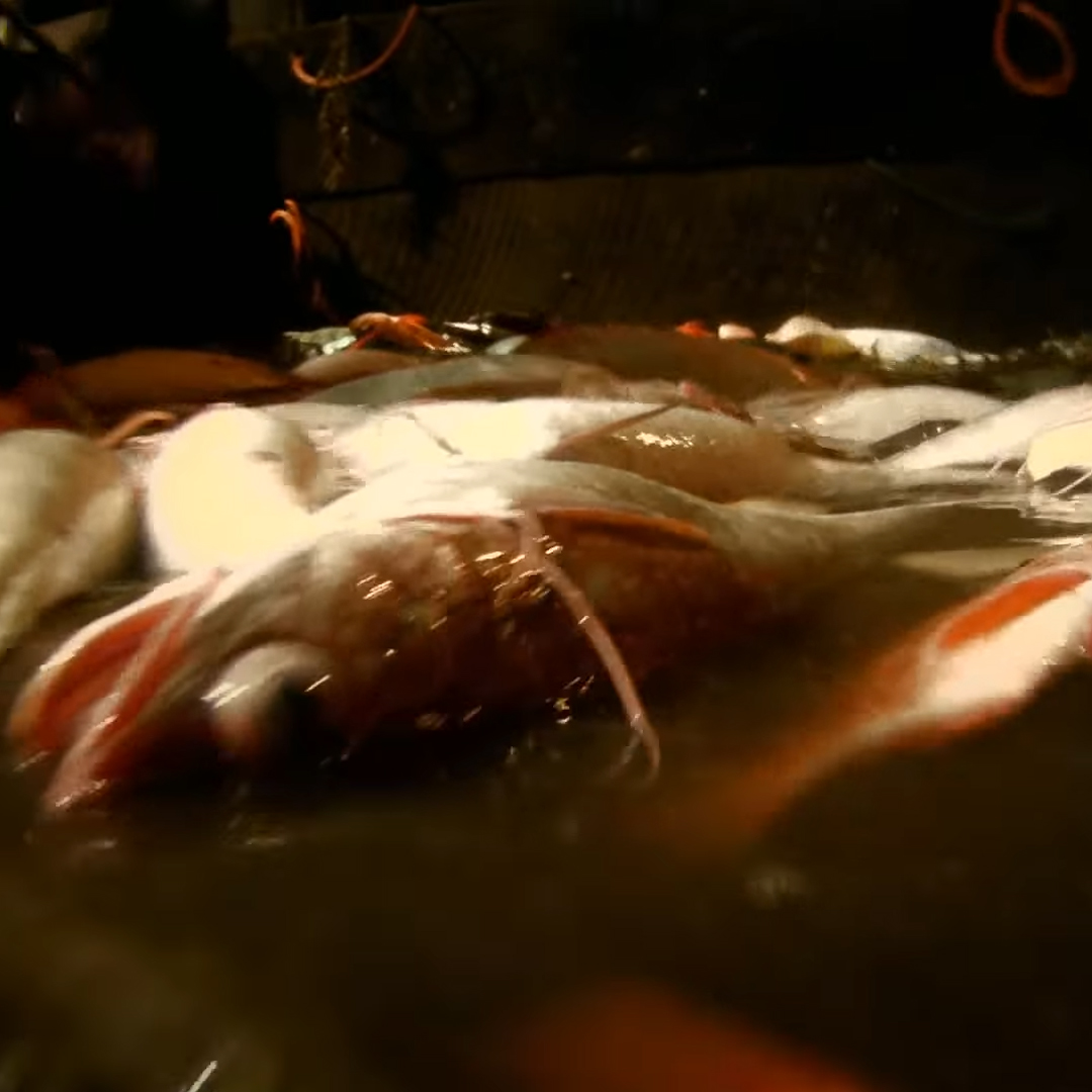 DesDocus's tweet image. Leviathan

Réalisé par Verena Paravel et Lucien Castaing-Taylor (2012)

Dix caméras sont embarquées sur un chalutier et attachées aux corps des pêcheurs ou aux cordages. Ballottées au gré du vent et des vagues, elles enregistrent un réel démesuré.

youtube.com/watch?v=ADiDME…