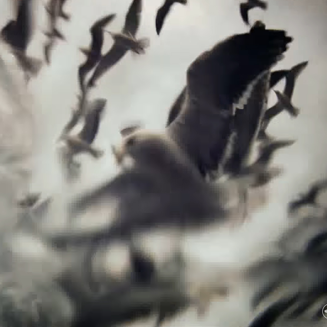 DesDocus's tweet image. Leviathan

Réalisé par Verena Paravel et Lucien Castaing-Taylor (2012)

Dix caméras sont embarquées sur un chalutier et attachées aux corps des pêcheurs ou aux cordages. Ballottées au gré du vent et des vagues, elles enregistrent un réel démesuré.

youtube.com/watch?v=ADiDME…