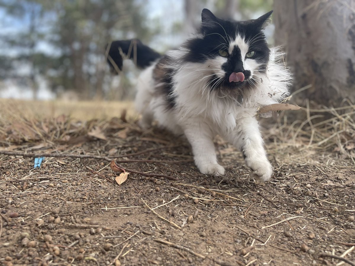 An extra important Percy post. Please admire his floof for an appropriate length of time to provide a nice break from the doomscrolling.