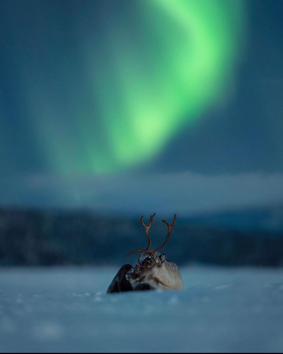 The aurora forecast is good for upcoming days. Now find yourself a cool model and the right location. 

Awesome 📷 by winbjorkphoto
swedishlapland | ig

#northernlights #Auroraborealis #travel #swedishlapland