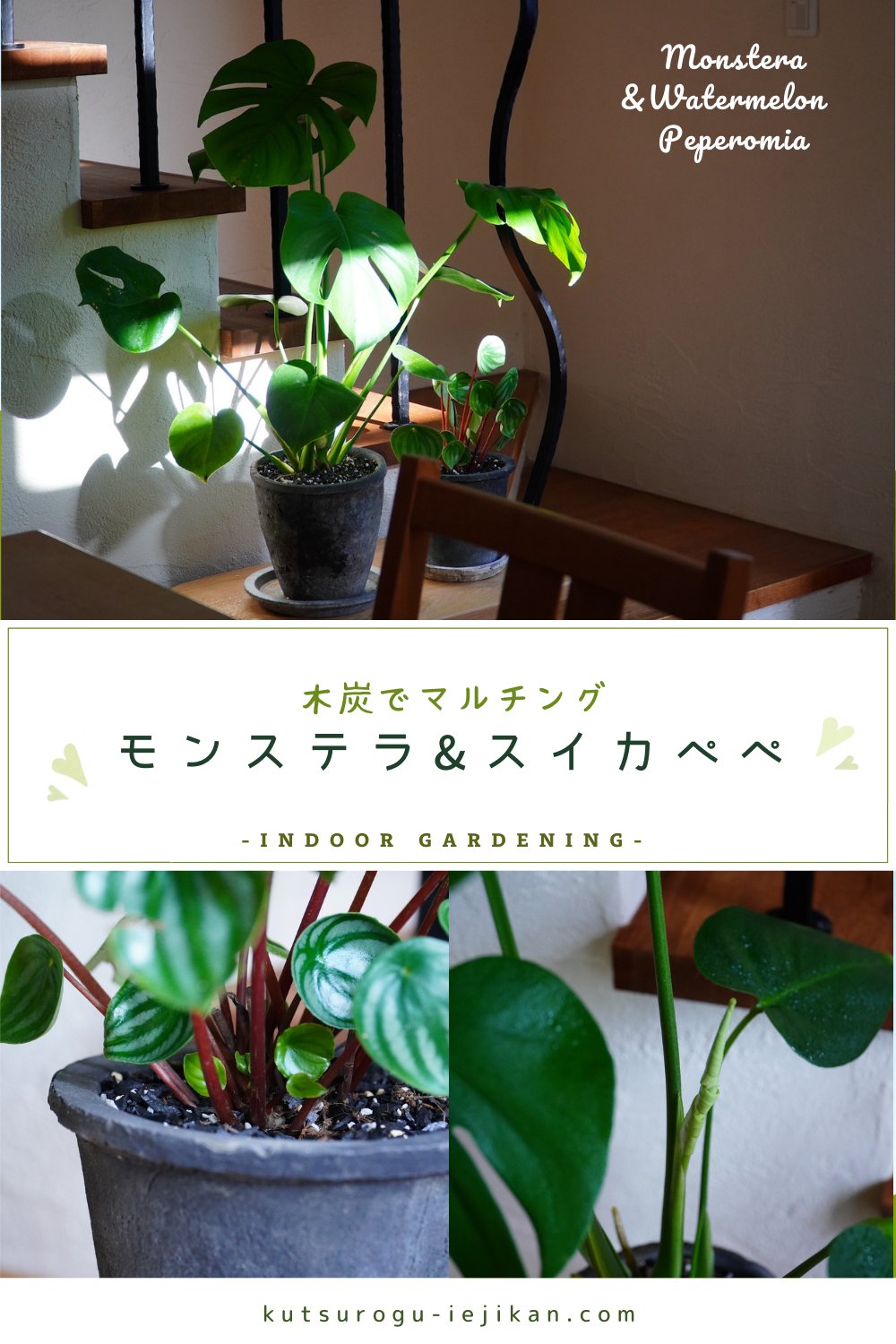 Tomo T ハイドロカルチャー用の木炭を 地面を覆うマルチングに使った実例は モンステラとペペロミアのスイカぺぺと 木炭 観葉植物とマルチング 室内ガーデニング インドアガーデニング 植物と暮らす 植物のある暮らし インドアグリーン