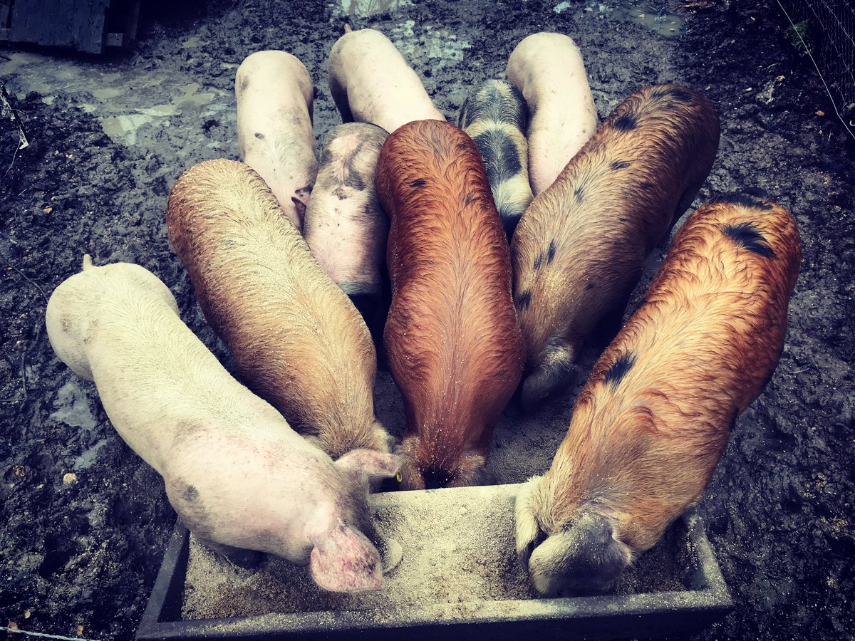 L’heure du repas ! #cochondefricheur #touraine #4races