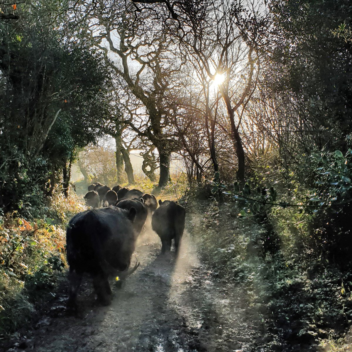 FarmersOfTheUK's tweet photo. My family and I are very proud to produce 100% pasture fed beef (not certified... yet!) from our herds of Dexter and Welsh Black cattle @gowermeadowbeef. Nature friendly farming is at the heart of what we do, our cattle even help to manage local nature reserves. https://t.co/kVUjJWe819