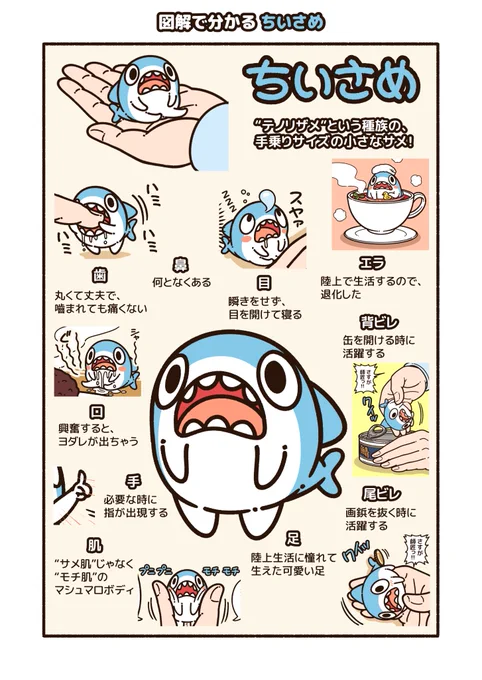 手乗りサイズの小さなサメの"ちいさめ"を紹介します!
#ちいさめ 