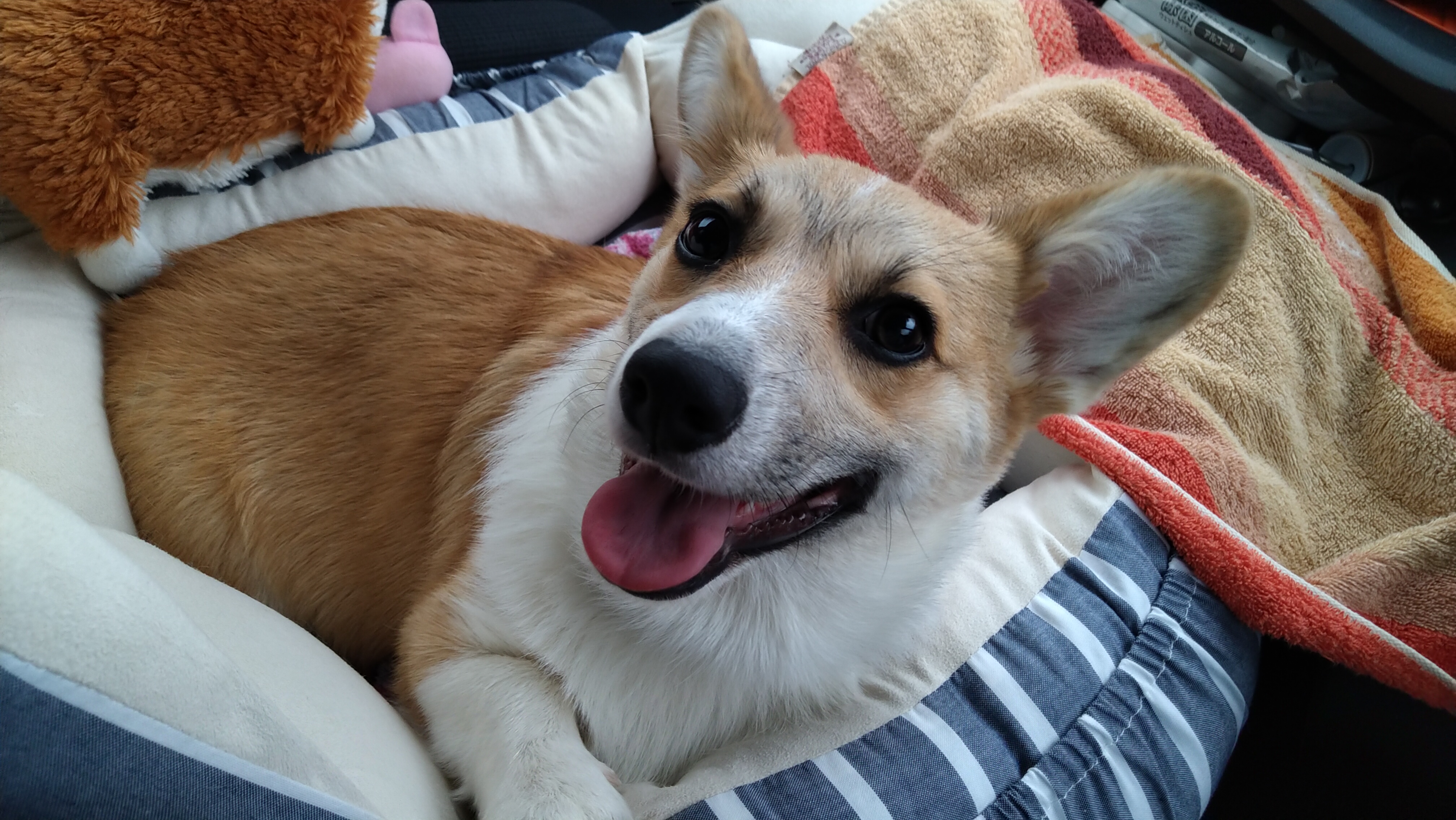 Ric The Corgi リック ザ コーギー 二代目 Nhk Eで ターシャの森から がはじまりました これは コーギー チャンス T Co 3tsrqrhyqe Twitter