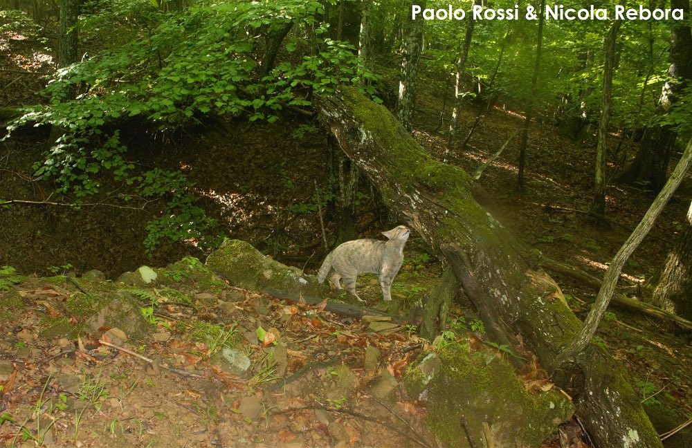 RegLiguria's tweet photo. È il più schivo dei liguri, e vive da qualche parte, sui monti della #Liguria, dove può starsene indisturbato. È il #gattoselvaticoeuropeo (Felis silvestris silvestris)

➡️ Paolo Rossi, fotografo naturalista, ci racconta com’è riuscito a immortalarlo: https://t.co/ssqHQiILW3 https://t.co/RQKhOKqtIQ