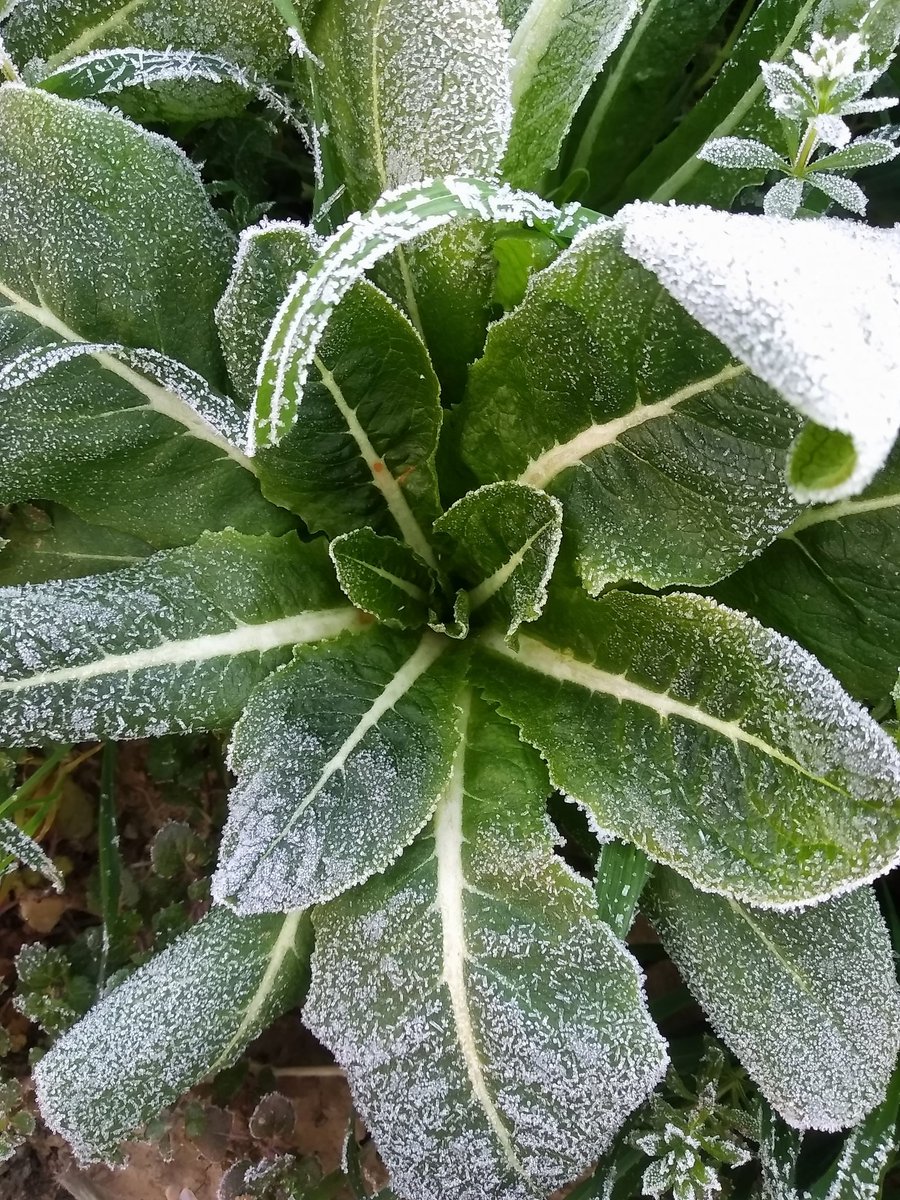 sevegodina's tweet photo. Aunque hemos estado a -4° C pero ya estamos en el ortal con los oídos bien abiertos para escuchar el @BosqueHabitado #NómadasDelHumusRadio3 @asunesteticaLA @laura_ezquerra @GargalloMiguel @victorjuan @LLSSerrano @SoyCrisa @verdejomar @alcanduerca @joaquinaraujo @UbuntuConmovido https://t.co/eJQJvZ2bpn