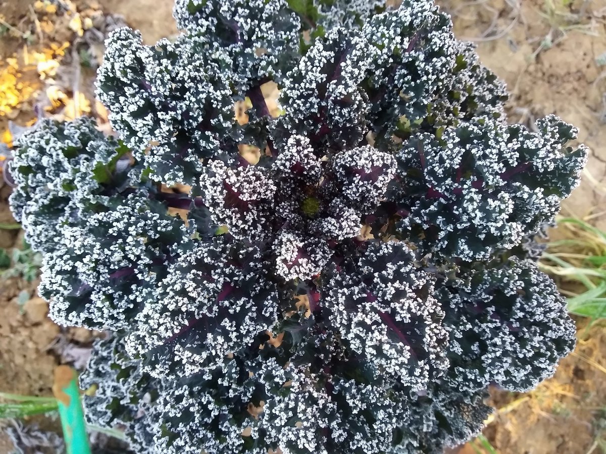 sevegodina's tweet photo. Aunque hemos estado a -4° C pero ya estamos en el ortal con los oídos bien abiertos para escuchar el @BosqueHabitado #NómadasDelHumusRadio3 @asunesteticaLA @laura_ezquerra @GargalloMiguel @victorjuan @LLSSerrano @SoyCrisa @verdejomar @alcanduerca @joaquinaraujo @UbuntuConmovido https://t.co/eJQJvZ2bpn