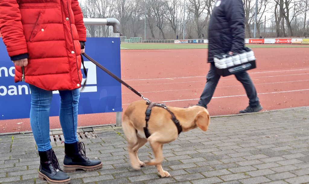 sportplatzhunde's tweet photo. Gerade schaut es noch süß in die Kamera, aber dann ist der Betreuer von Westfalia #Wickede spannender: #Labrador-#Beagle-Mix Balu (13 Mo.) #DOdogs
(📷 beim @hombruchersv) https://t.co/5GFyIz6K8Z