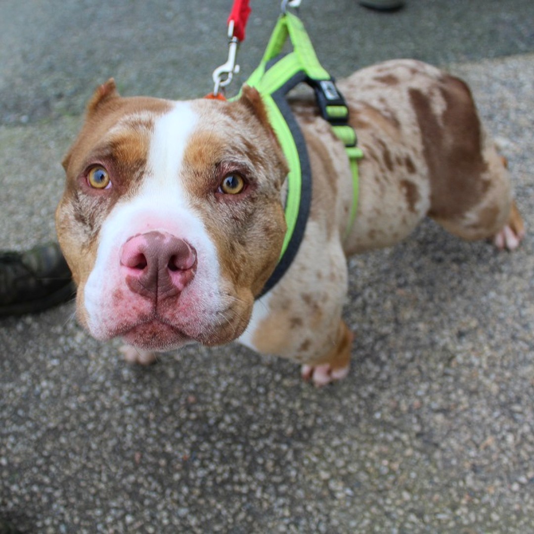 AdoptionsUk's tweet image. Please retweet to help Aero find a home #CORNWALL #ENGLAND 
Staffy cross aged 6-12 months has spent most of her life in kennels as part of a cruelty case. She's looking for a home with children aged 11+ as the only pet. 
DETAILS or APPLY👇
rspca.org.uk/findapet/detai…
#dogs #pets #UK