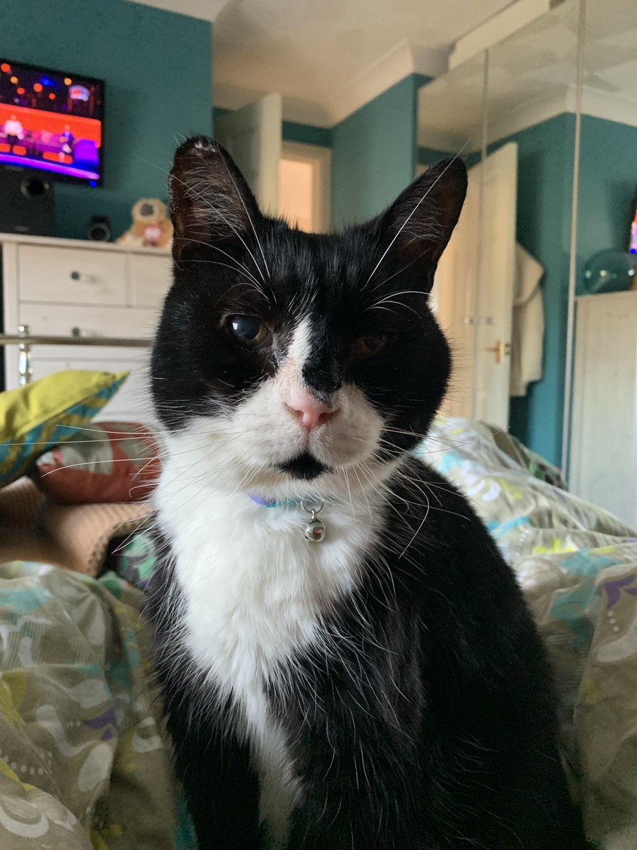 KCandSP's tweet photo. @RLStedman @UnitedSpaceCats ‘I’m not judging’ says Felix from our bed https://t.co/aCHpF9XRBy