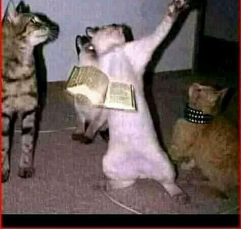 Bee6Beny's tweet photo. In the name of pusssyy!!!..those who have pussy shall show those who does not😆😆😆😆 https://t.co/m6NcXZaeC7