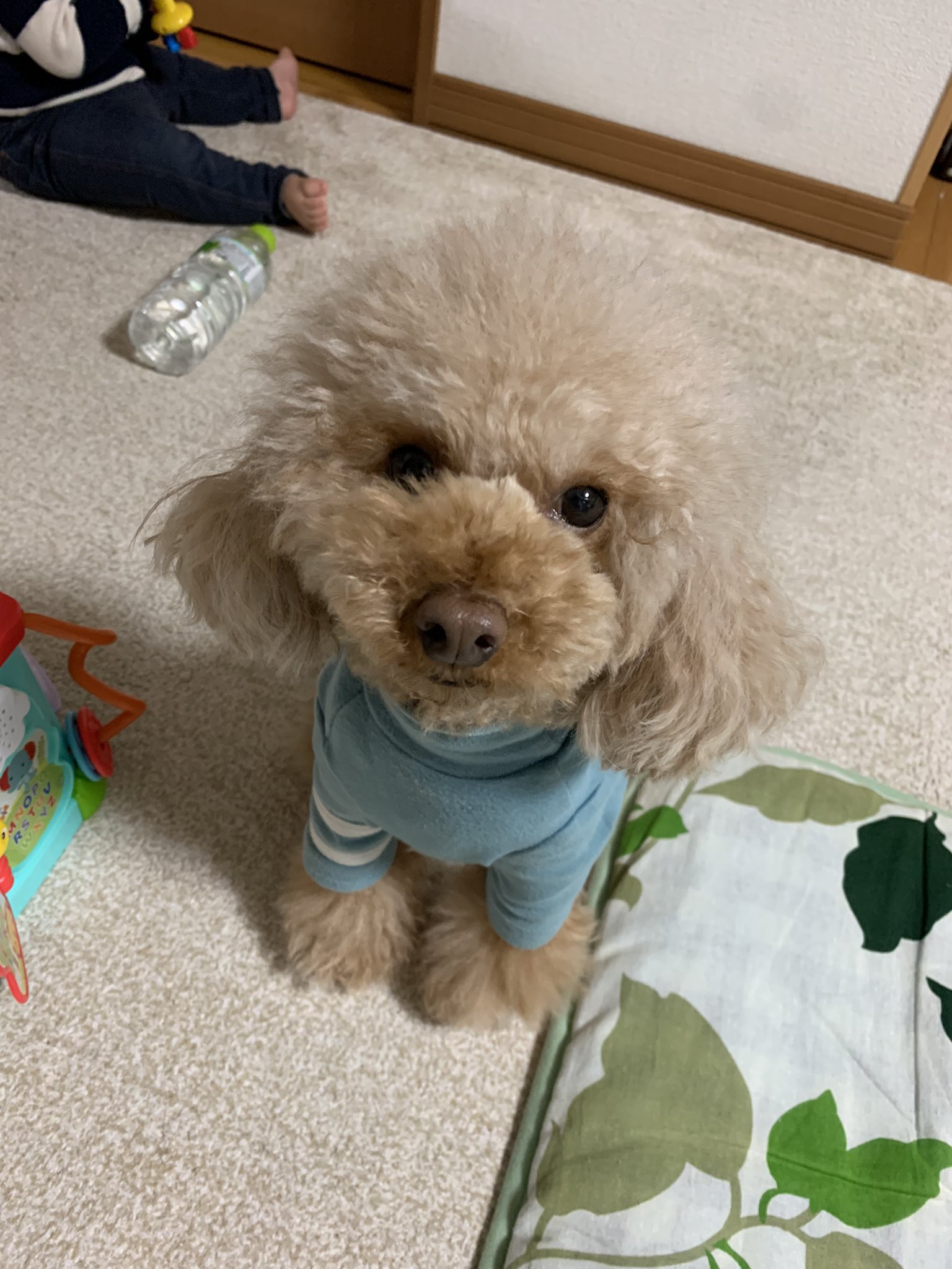 トイプードルまめちゃん (@mamechan0616) / X