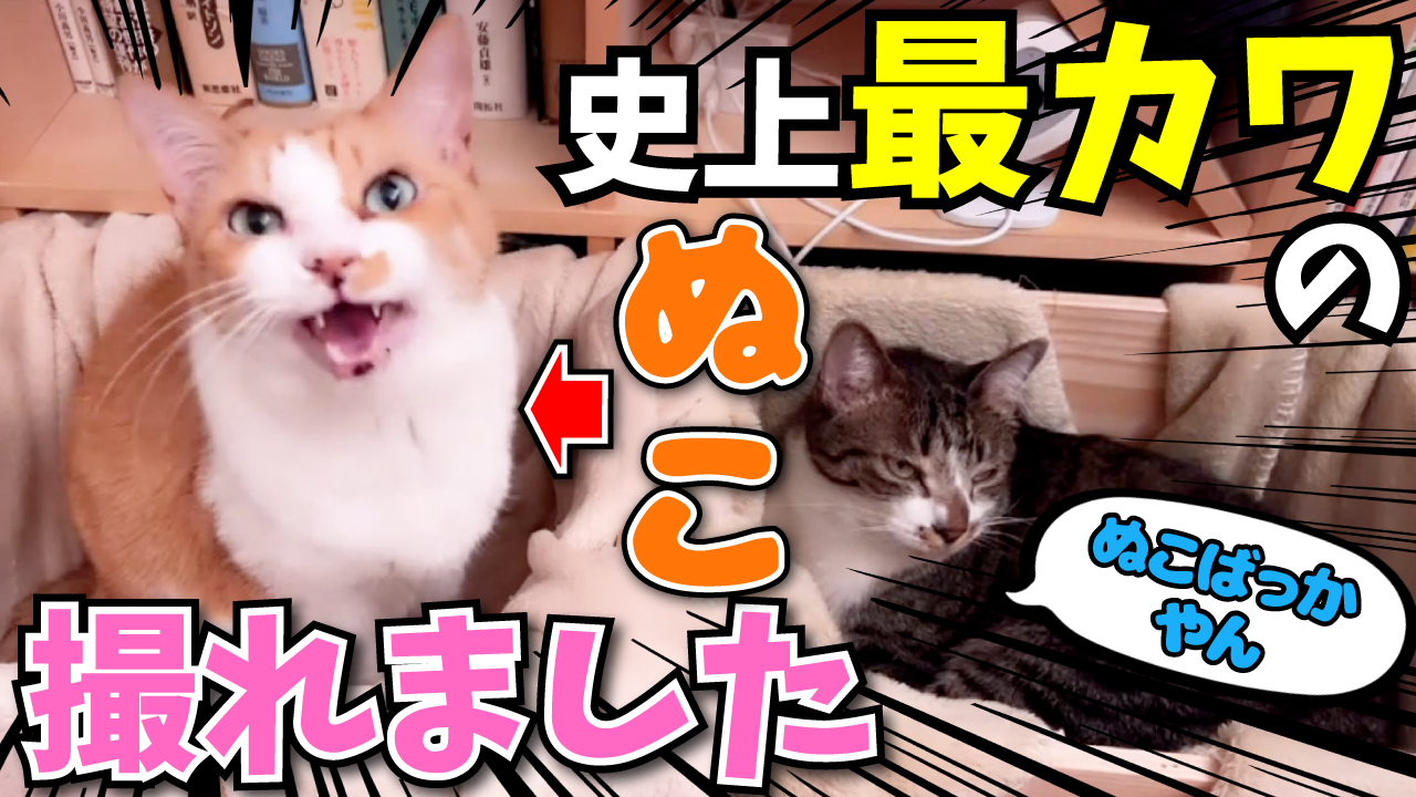 Daigoのハイライト メンタリストdaigo切り抜き 収益の一部を保護猫募金 必見 猫 これまでで一番可愛いぬこ様が撮れました Daigo切り抜き T Co Pyknhqg27p Youtubeより 猫動画 猫の鳴き声 可愛い猫 メンタリストdaigo T