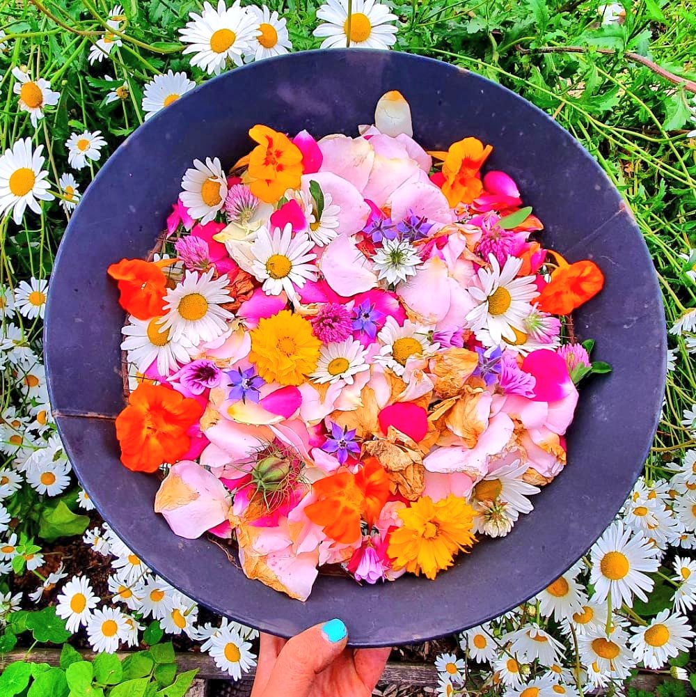 🌱Lovely_Plot 💅🇵🇱🇬🇧🪷🐞🐝 tweet media