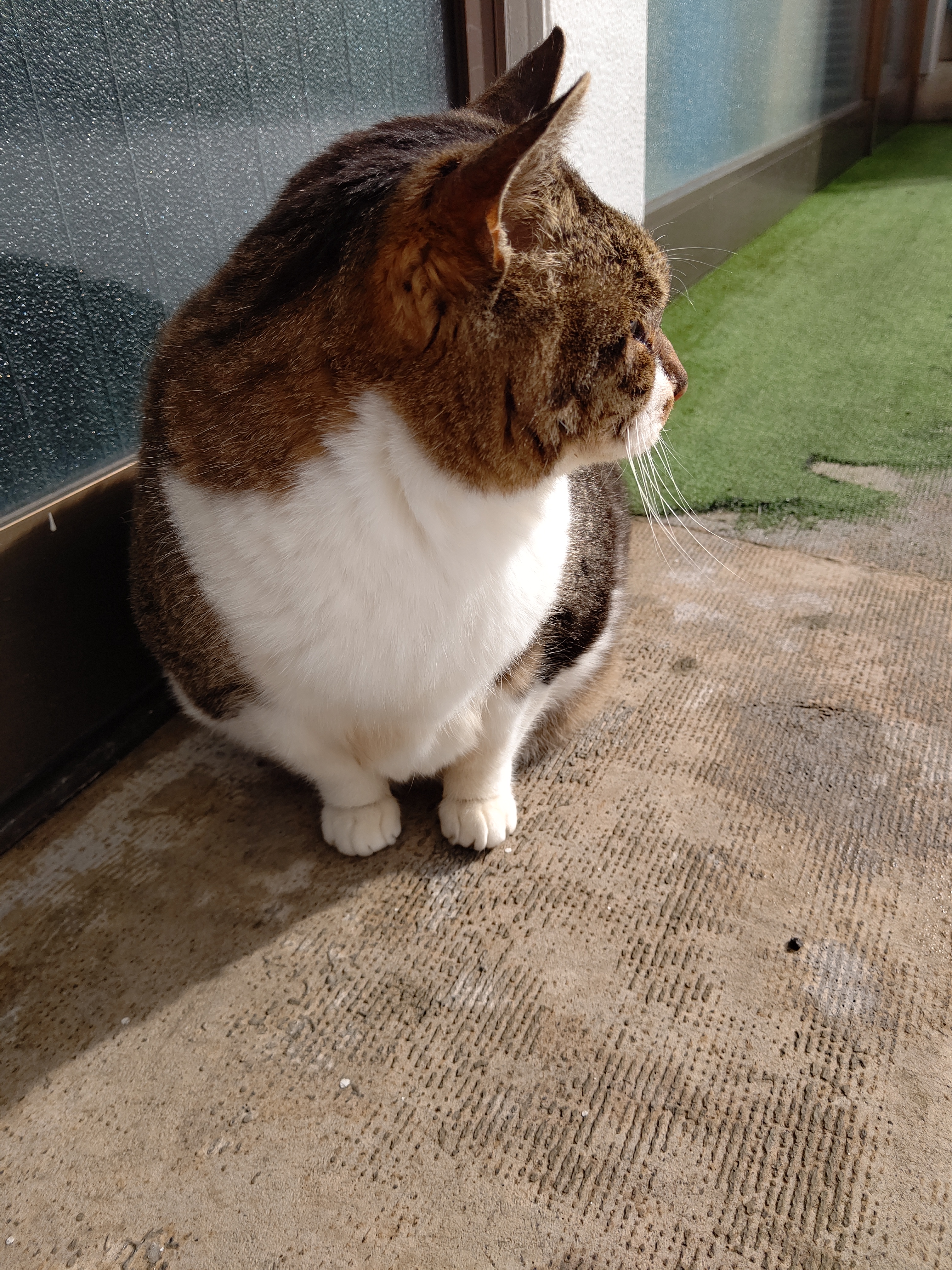 保護ねこカフェ レトロゲーム 漫画カフェ ねこがすき Ishikawanonoic2 Twitter
