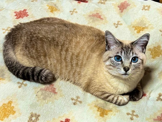 卸し売り購入 手描きイラスト ポストカード 猫 4枚セット 複製 三毛猫 トラ猫 アメリカンショートヘア ハチワレ猫 シャムミックス 水彩 Www Uniiweb Com Br
