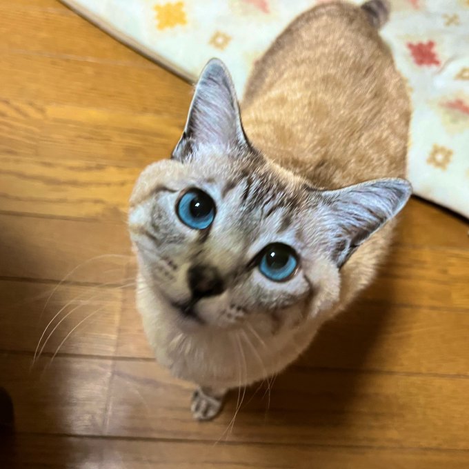 シャム猫ミックスのtwitterイラスト検索結果