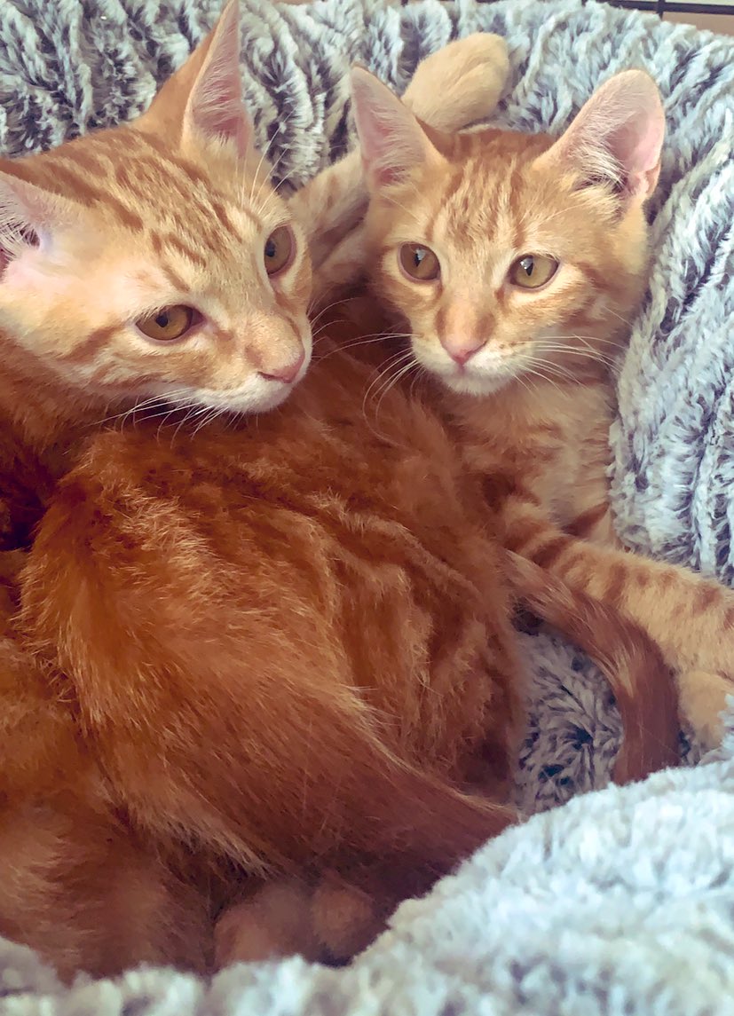SfHuellas's tweet photo. Leo y Dona, dos hermanitos que estaban en malísimo estado y un lugar peligroso. Dona es más tímida y Leo es más sociable, ambos han pasado por un proceso de recuperación muy duro pero ya están listos para adoptar. Ambos son aptos con perros y gatos. ❤️😻🐾 https://t.co/enJLAsJQY7