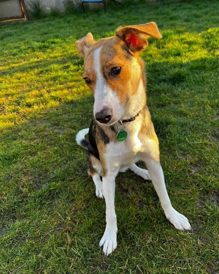 OakwoodRescue's tweet photo. Hello everyone, my name is Kennedy!
I'm writing this post (with a little help from the human because I don't have thumbs) because I think everyone has forgotten about me 💔
https://t.co/Iwyt90MQxc
#rescue #puppy #adoptable #puppygirl #animalrescue #love #TeamZay https://t.co/BrTQd9JOlr