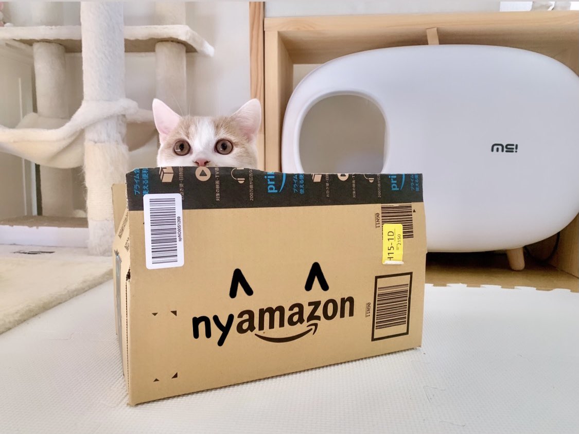 kawaii_ChocoMog's tweet photo. ピンポーン!!!
にゃまぞん🐱到着
#猫
#猫がいる暮らし 
#猫がいる幸せ 
#猫の居る暮らし 
#猫好きさんと繋がりたい https://t.co/CiMoNfASbw