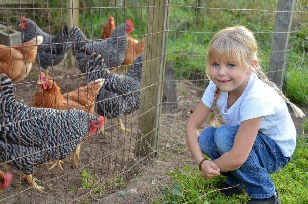 Defend_theFlock's tweet photo. Are you a #FlockDefender? Show off your flock! Share photos of your poultry or biosecurity practices with us. We may use your pictures on the #DefendtheFlock social media pages. https://t.co/0TSe5pVfpx https://t.co/1STVtbNIsf